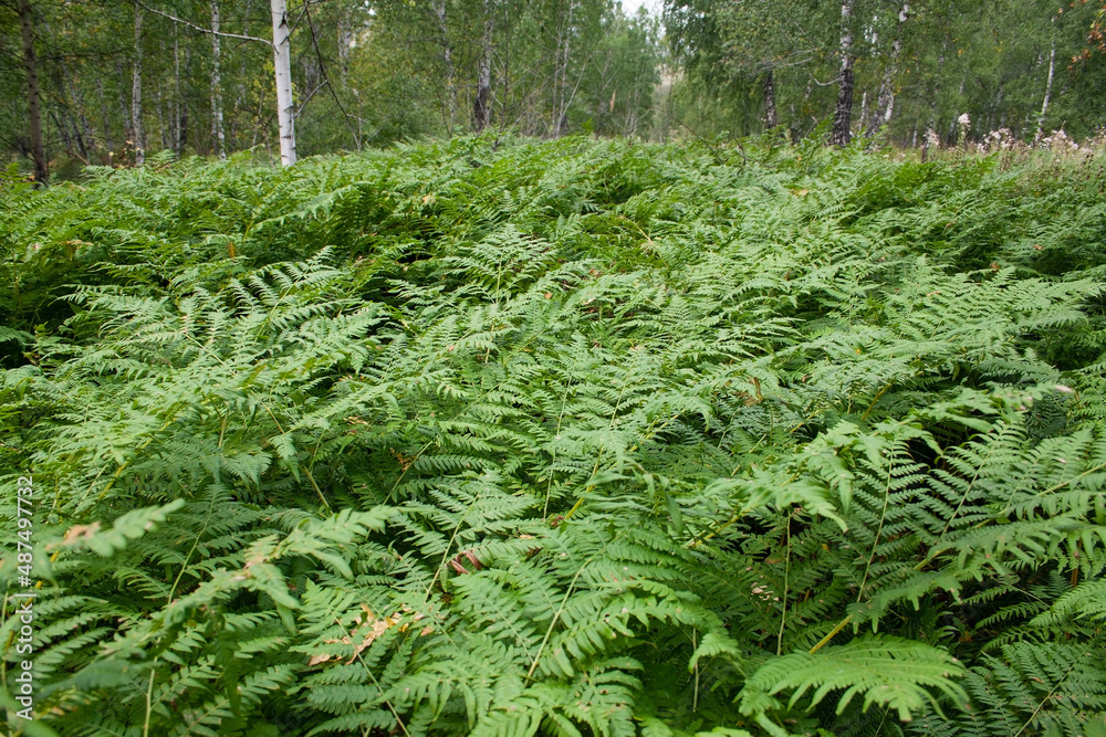Fototapeta premium fern, forest, background, place for text