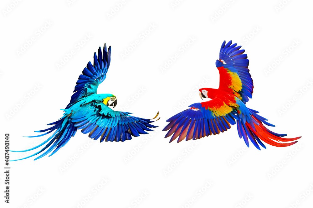 Obraz premium Blue and gold macaw and Scarlet macaw flying isolated on white.