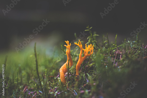 A closeup shot of the Clavarioid fungi grown in the forest surrounded by the grass photo