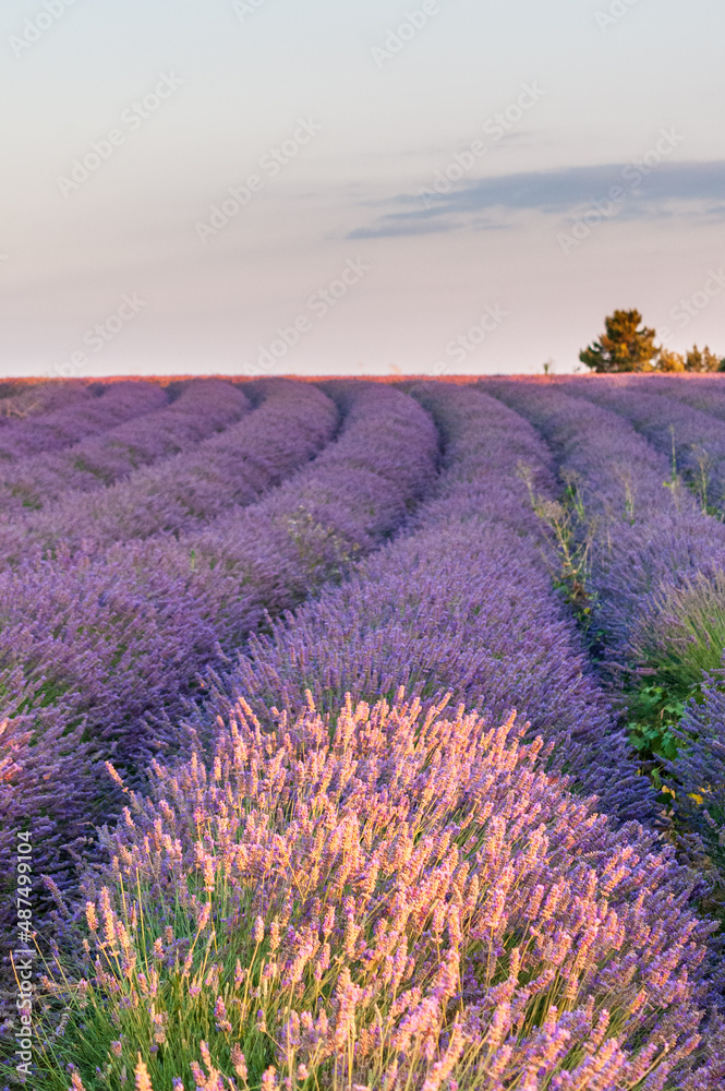Fototapeta premium Overview of a lavender field in southern france.