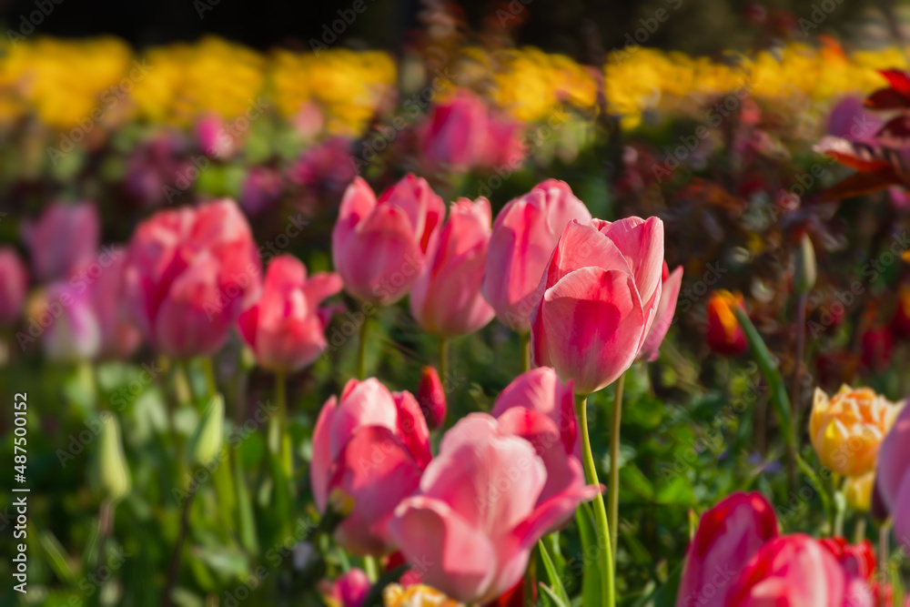 Pink tulips garden close-up in the bright rays of the sun. Delicate spring flowers bloomed in the garden. Natural colorful background of the park. A postcard of delicate flowers. Mother's Day Concept Pink tulips garden close-up in the bright rays of the sun. Delicate spring flowers bloomed in the garden. Natural colorful background of the park. A postcard of delicate flowers. Mother's Day Concept
