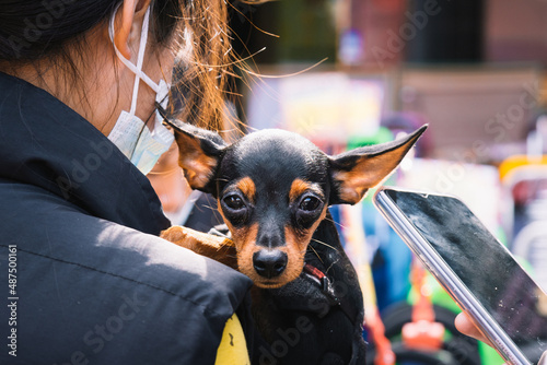 Miniature Pinscher is looking at the camera. Woman huging the puppy on the street. A miniature version of the German pinscher.