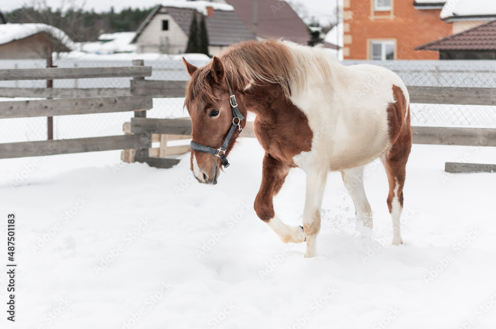 Piebald horse in the Russian village in the winter on the snow Piebald horse in the Russian village in the winter on the snow