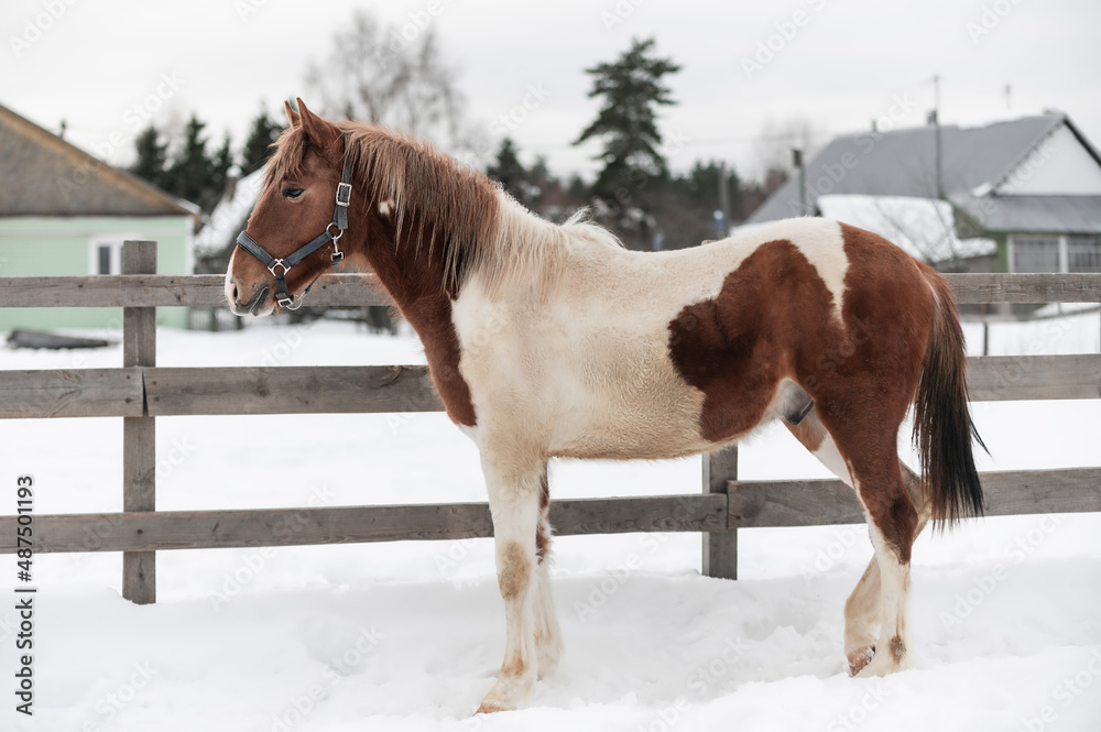 Piebald horse in the Russian village in the winter on the snow Piebald horse in the Russian village in the winter on the snow