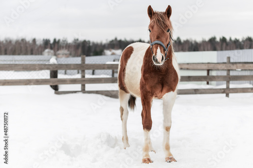 Piebald horse in the Russian village in the winter on the snow