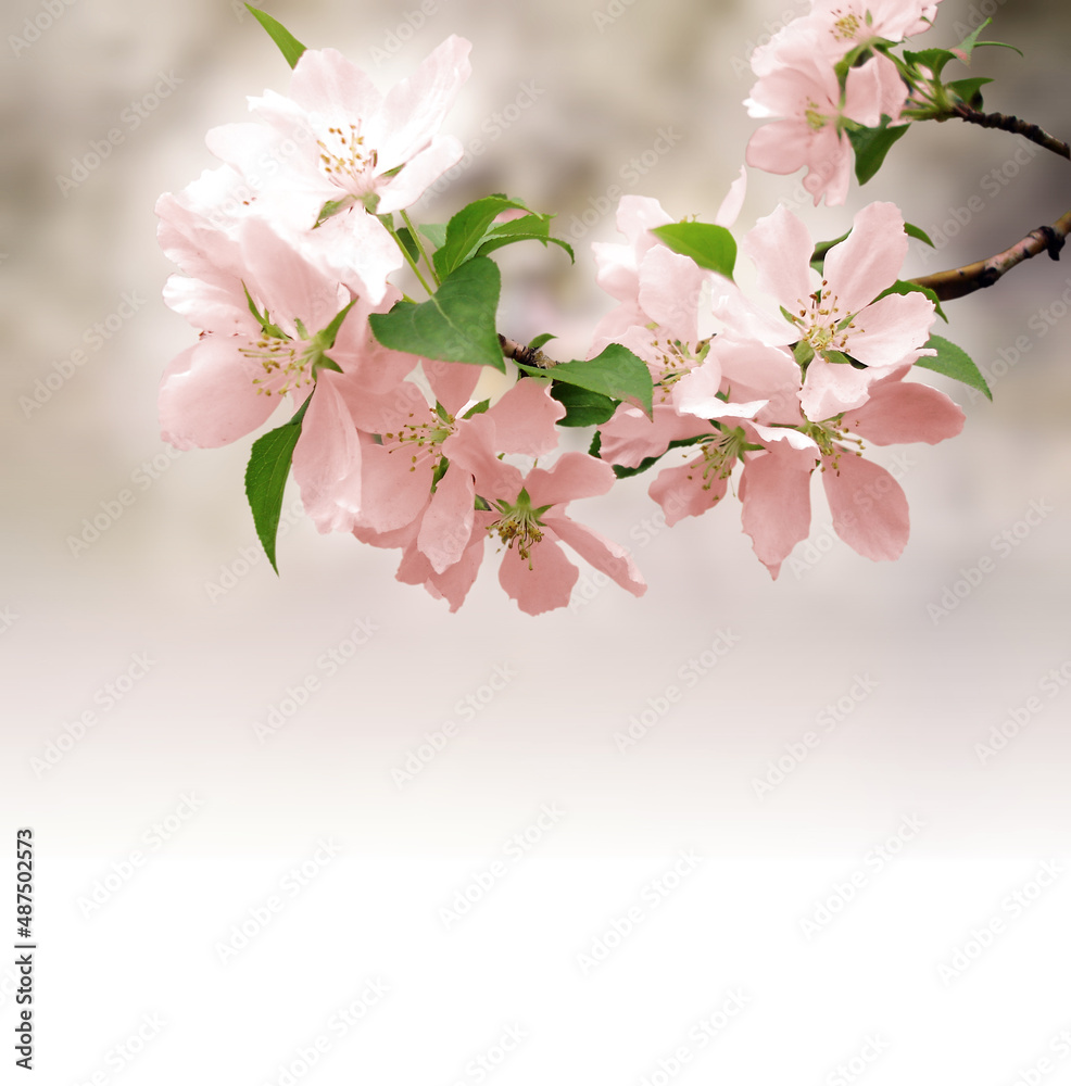 Fototapeta premium pink flowers blossoming tree brunch deep bokeh