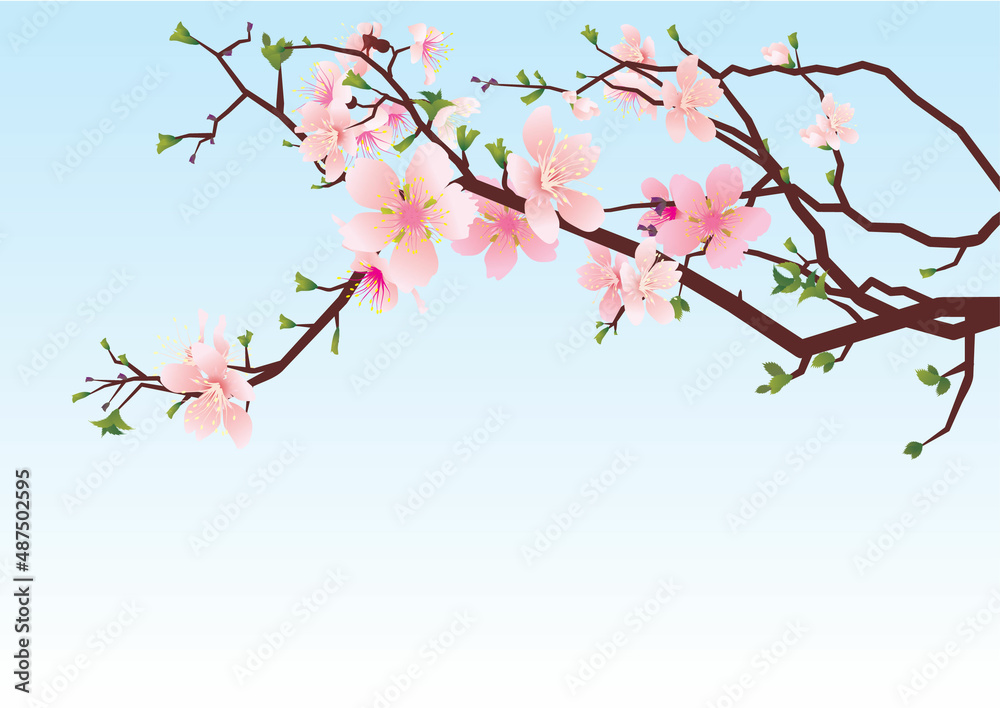 Fototapeta premium sakura brunch spring