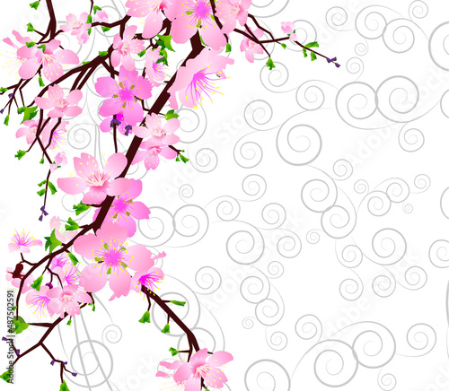 cherry blossom branch