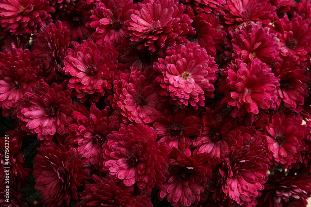 Top view of beautiful bright Chrysanthemum flowers Top view of beautiful bright Chrysanthemum flowers