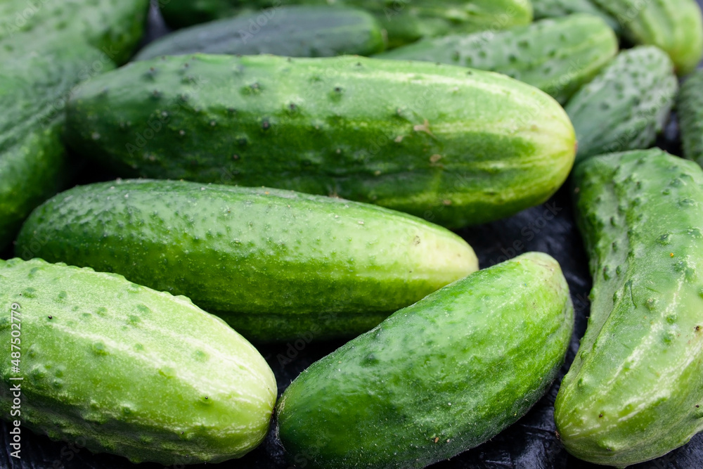 cucumbers, cucumber, food, garden, texture, background, place for text cucumbers, cucumber, food, garden, texture, background, place for text