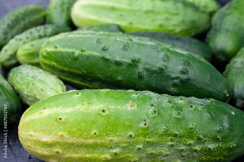 cucumbers, cucumber, food, garden, texture, background, place for text cucumbers, cucumber, food, garden, texture, background, place for text