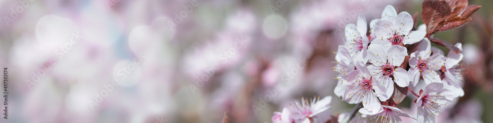 web banner of flowers of an ornamental prunus tree  blooming in spring