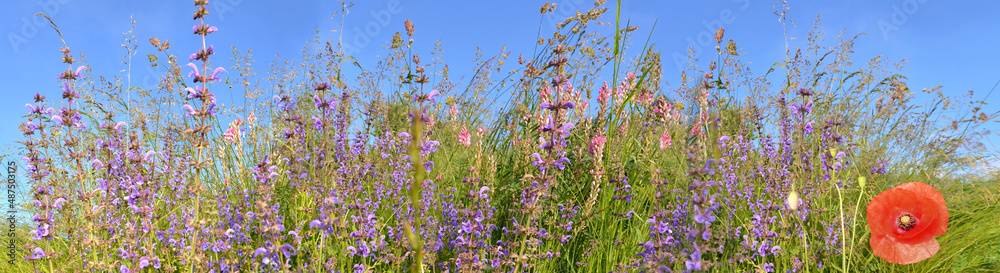 Fototapeta premium pink wild flowers and poppy blooming in grass in alpine meadow in springtime