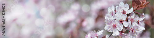 web banner of flowers of an ornamental prunus tree  blooming in spring photo