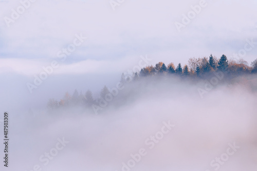 Autumn forest trees on the top of mountain hills through the white fog clouds. Morning fog at gorgeous foggy sunrise. Carpathian mountains. Ukraine.