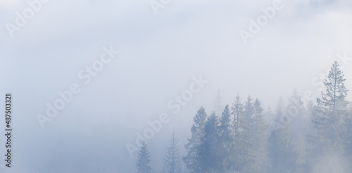 Fog over spruce forest trees in the early morning. Spruce trees silhouettes on mountain hill forest at autumn foggy scenery.