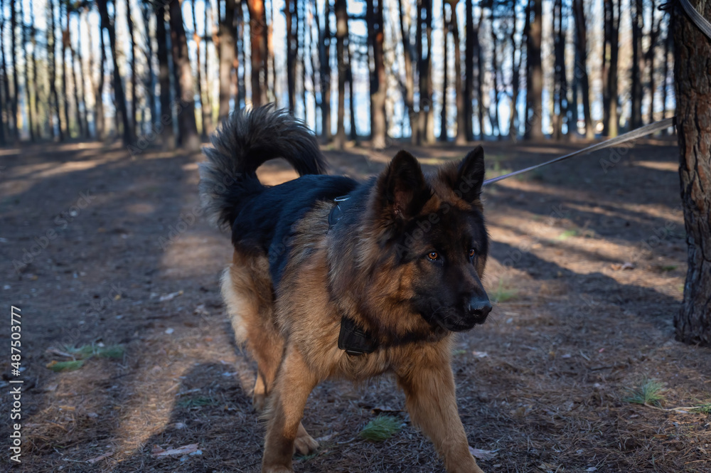 The dog is tied to a tree in the woods. The male German shepherd is tied to the trunk of a pine tree with a long leash. The dog is tied to a tree in the woods. The male German shepherd is tied to the trunk of a pine tree with a long leash.