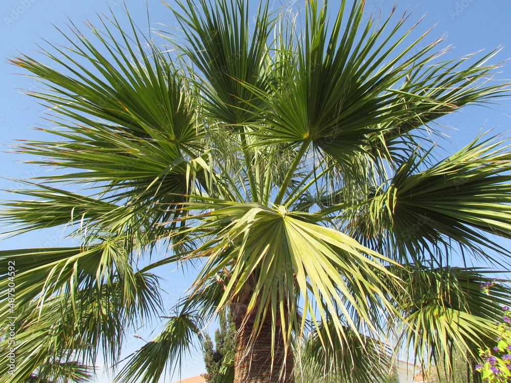 Obraz premium mediterranean palm tree