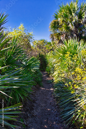 Hiking trail in Mangrove forest in Sebastian Inlet Stae Park Florida