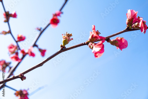flowers, Spring blossom close-up, macro