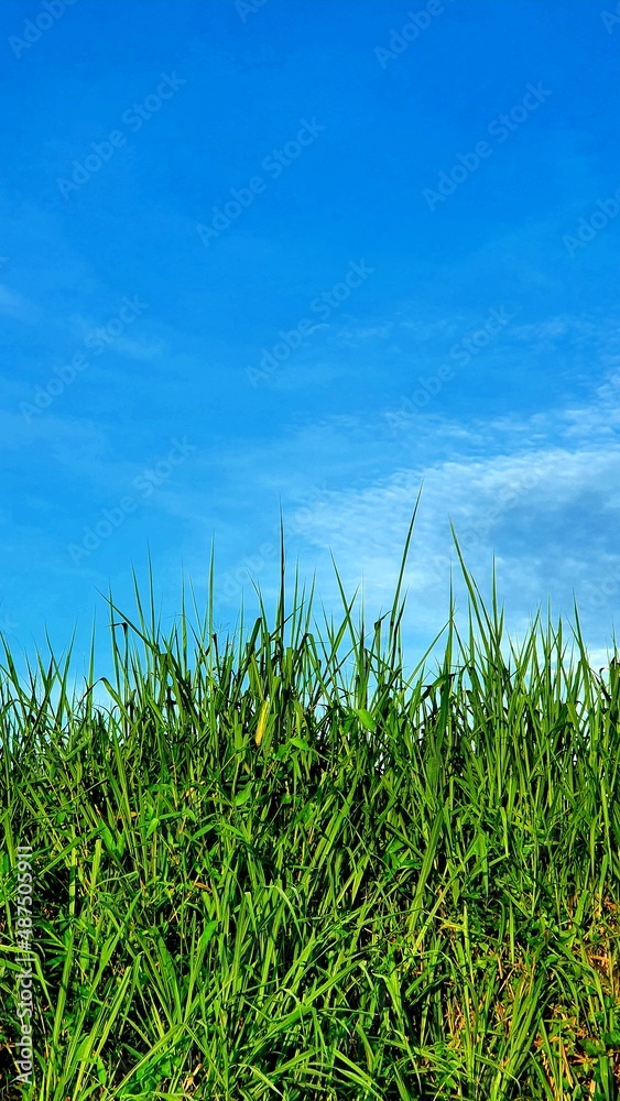 Grass and Sky
