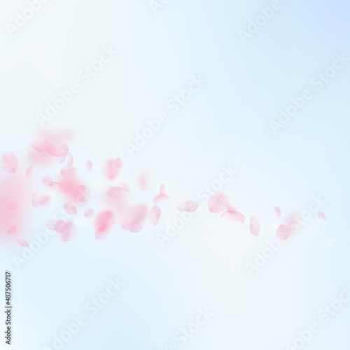 Sakura petals falling down. Romantic pink flowers comet. Flying petals on blue sky square background. Love, romance concept. Nice wedding invitation.