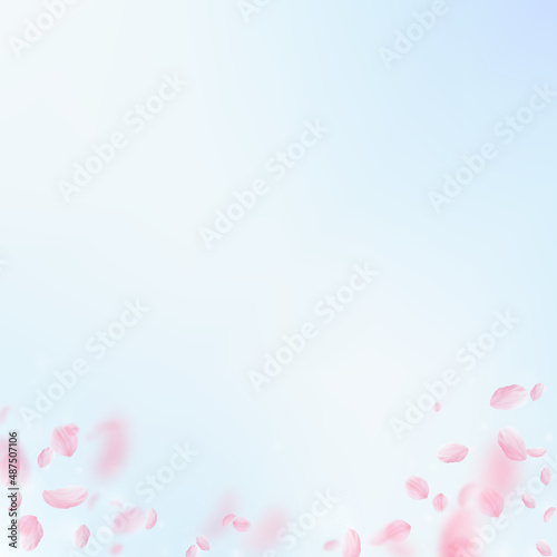 Fototapeta Naklejka Na Ścianę i Meble -  Sakura petals falling down. Romantic pink flowers gradient. Flying petals on blue sky square background. Love, romance concept. Amazing wedding invitation.