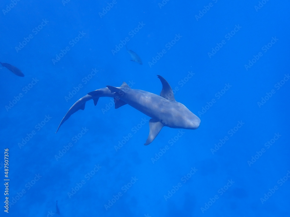 Fototapeta premium モルディブのナースシャーク