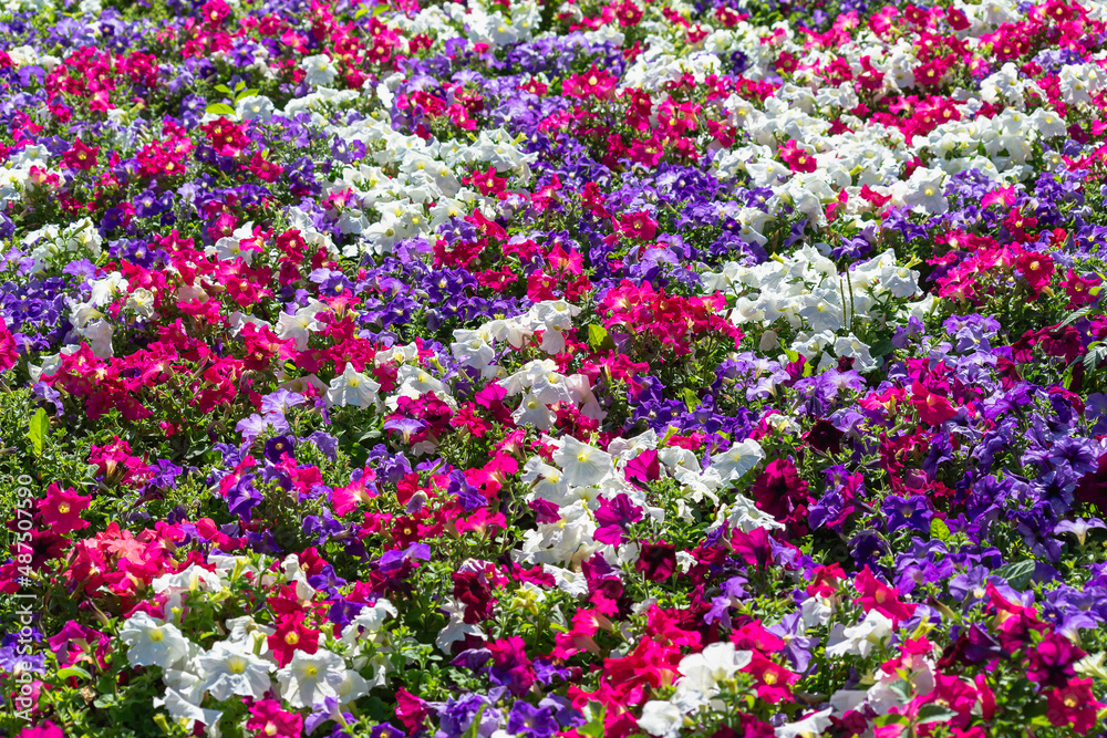 Bright flowers of different colors.