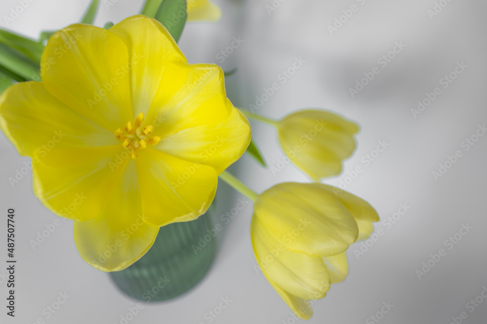 Fototapeta premium Closeup of fresh blossom yellow tulips on white background. Spring holidays concept. 
