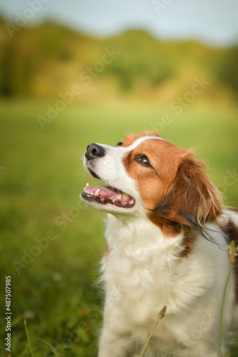Portrait of dog kooikerhondje. She is so nice dog.