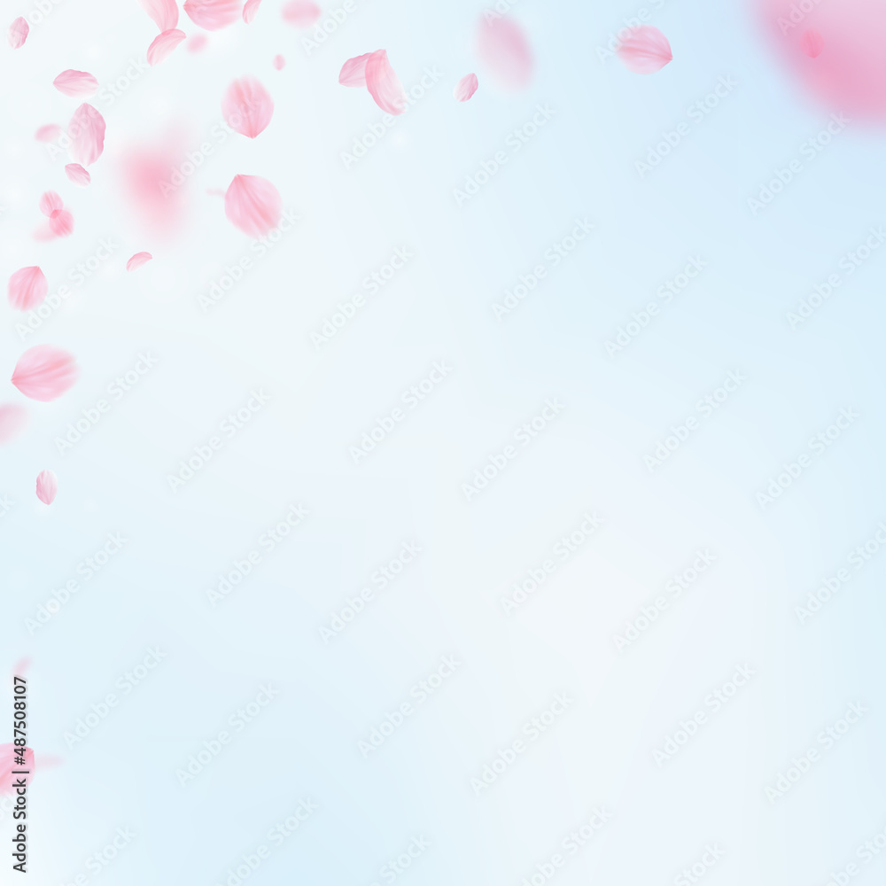Sakura petals falling down. Romantic pink flowers corner. Flying petals on blue sky square background. Love, romance concept. Popular wedding invitation.