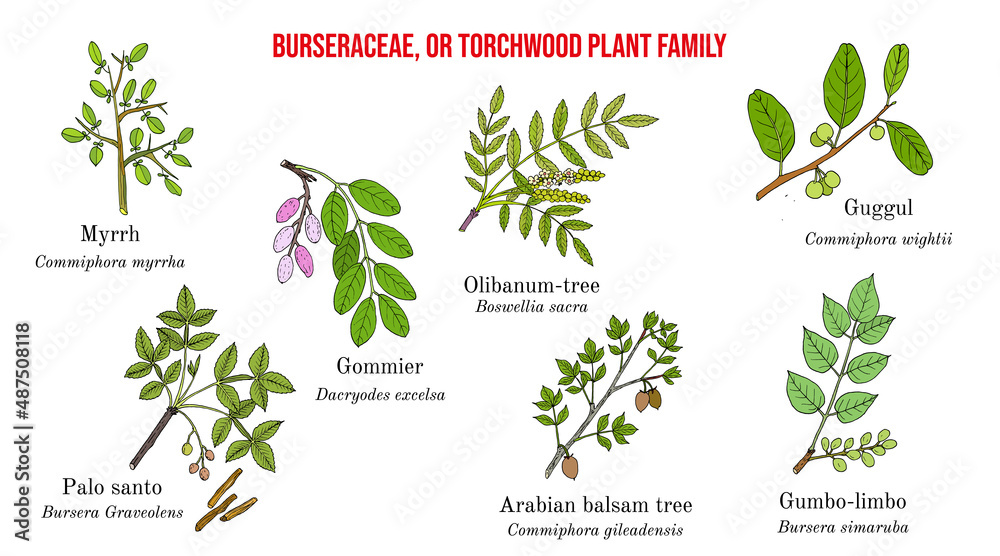 The Burseraceae, or torchwood plant family collection - obrazy, fototapety, plakaty 