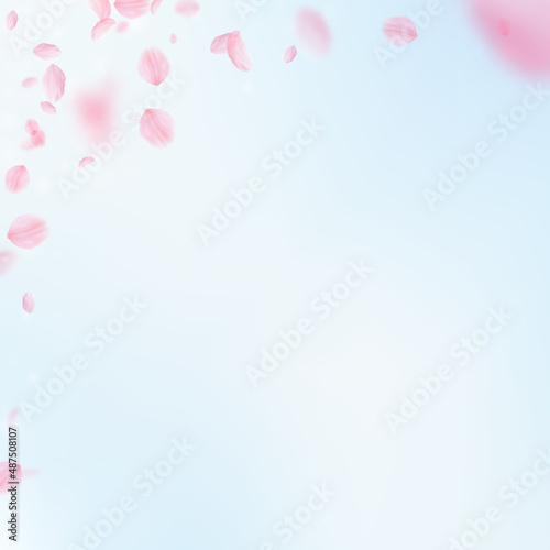 Sakura petals falling down. Romantic pink flowers corner. Flying petals on blue sky square background. Love, romance concept. Popular wedding invitation.