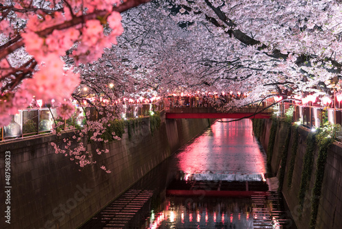 Meguro River Cherry Blossom Festival at night in Tokyo, Japan　東京・目黒川の夜桜ライトアップ 桜まつり photo