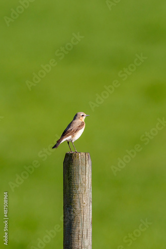Northern wheatear bird sitting on a wooden post in the spring © Lars Johansson