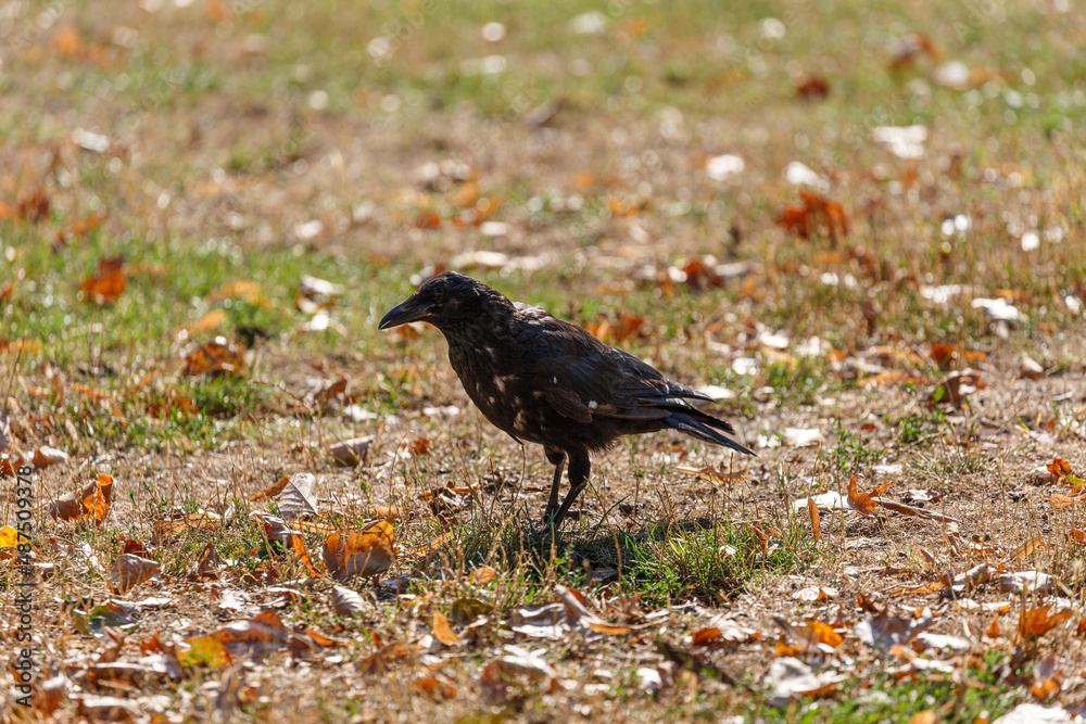 Fototapeta premium Crow walking on the grass in park