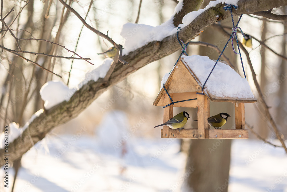 Fototapeta premium Hungry birds eat food from hanging feeder on sunny winter day in park. Bright yellow tits Parus major and other birds on tree branches outdoors. Selective focus.