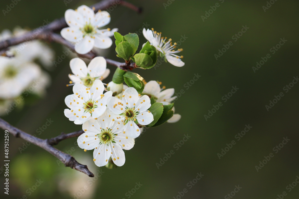 Plum blossom in spring garden on blurred background. White flowers with green leaves on a branch Plum blossom in spring garden on blurred background. White flowers with green leaves on a branch