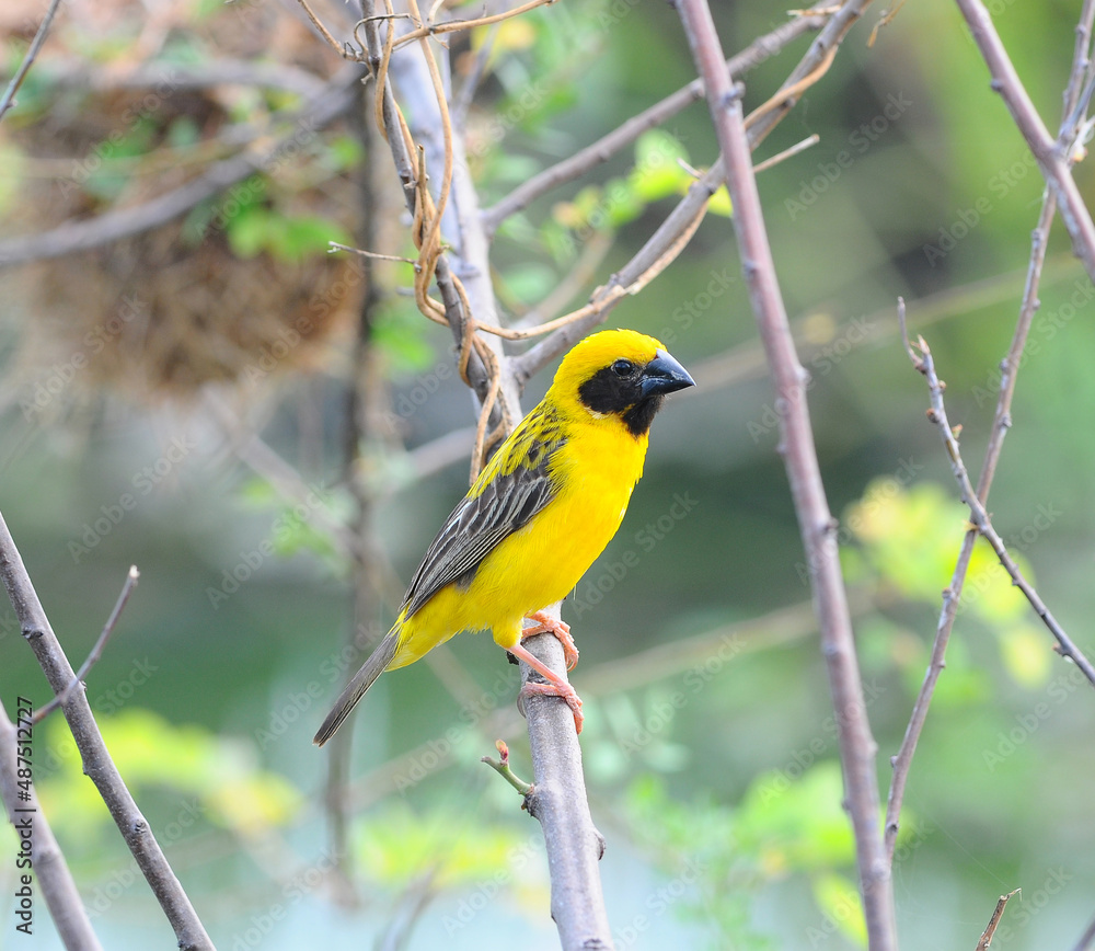 Beautiful yellow bird Asian Golden Weaver, in Thailand