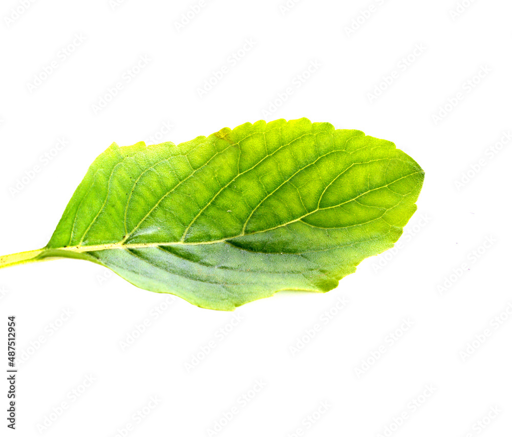Obraz premium basil isolated on white background
