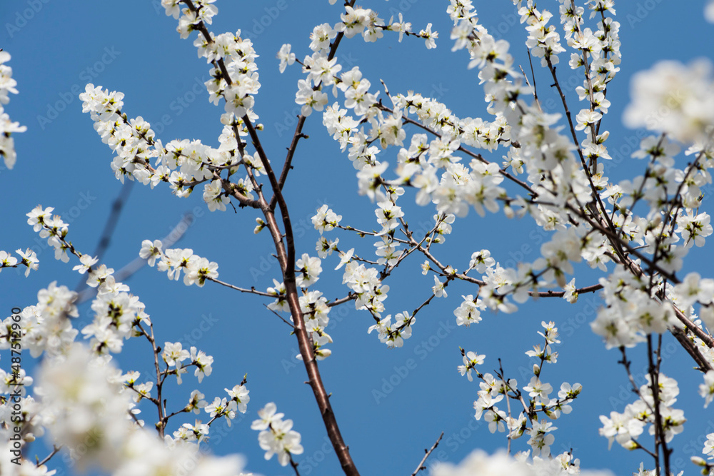 In spring, against a blue sky. A view of the city park in full bloom In spring, against a blue sky. A view of the city park in full bloom