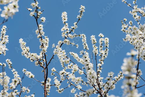 In spring, against a blue sky. A view of the city park in full bloom