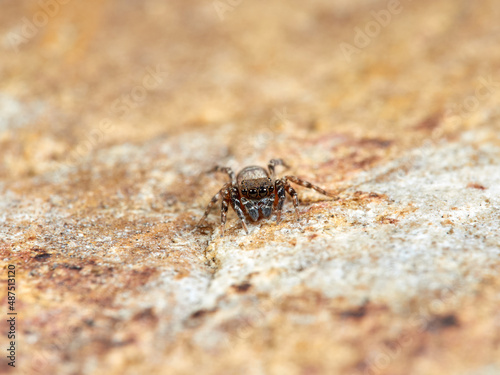 Jumping spider. Cyrba algerina