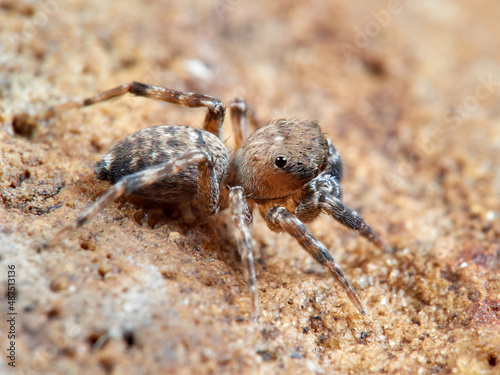 Jumping spider. Cyrba algerina