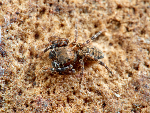 Jumping spider. Cyrba algerina