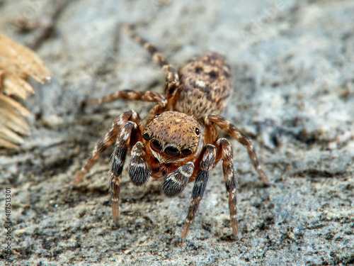 Jumping spider. Cyrba algerina