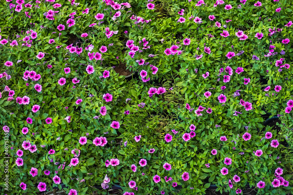 Naklejka premium Beautiful Background of blooming colorful flower in the garden.