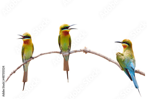 Three of Bee eater Bird isolated on white background