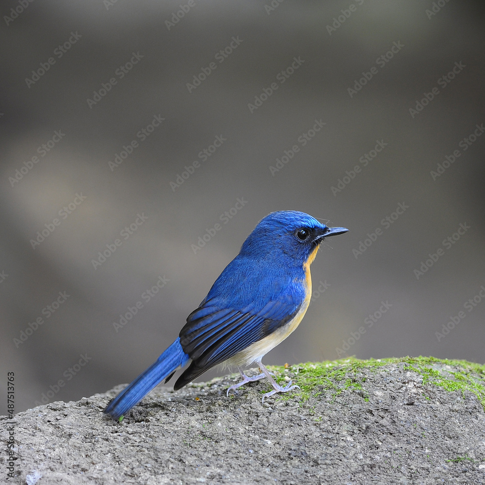 Bird hill blue flycatcher (Cyornis banyumas) in nature